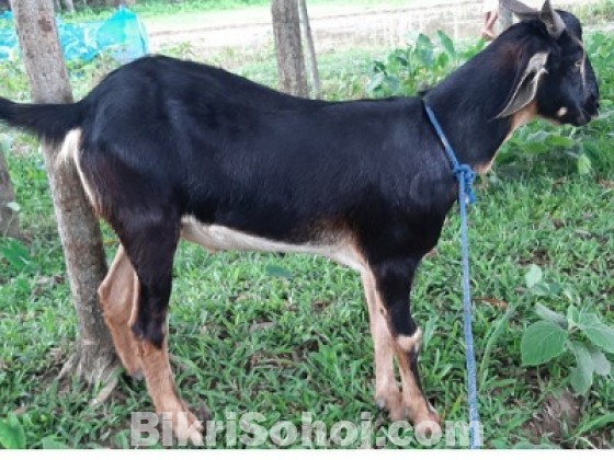খাসি বিক্রি